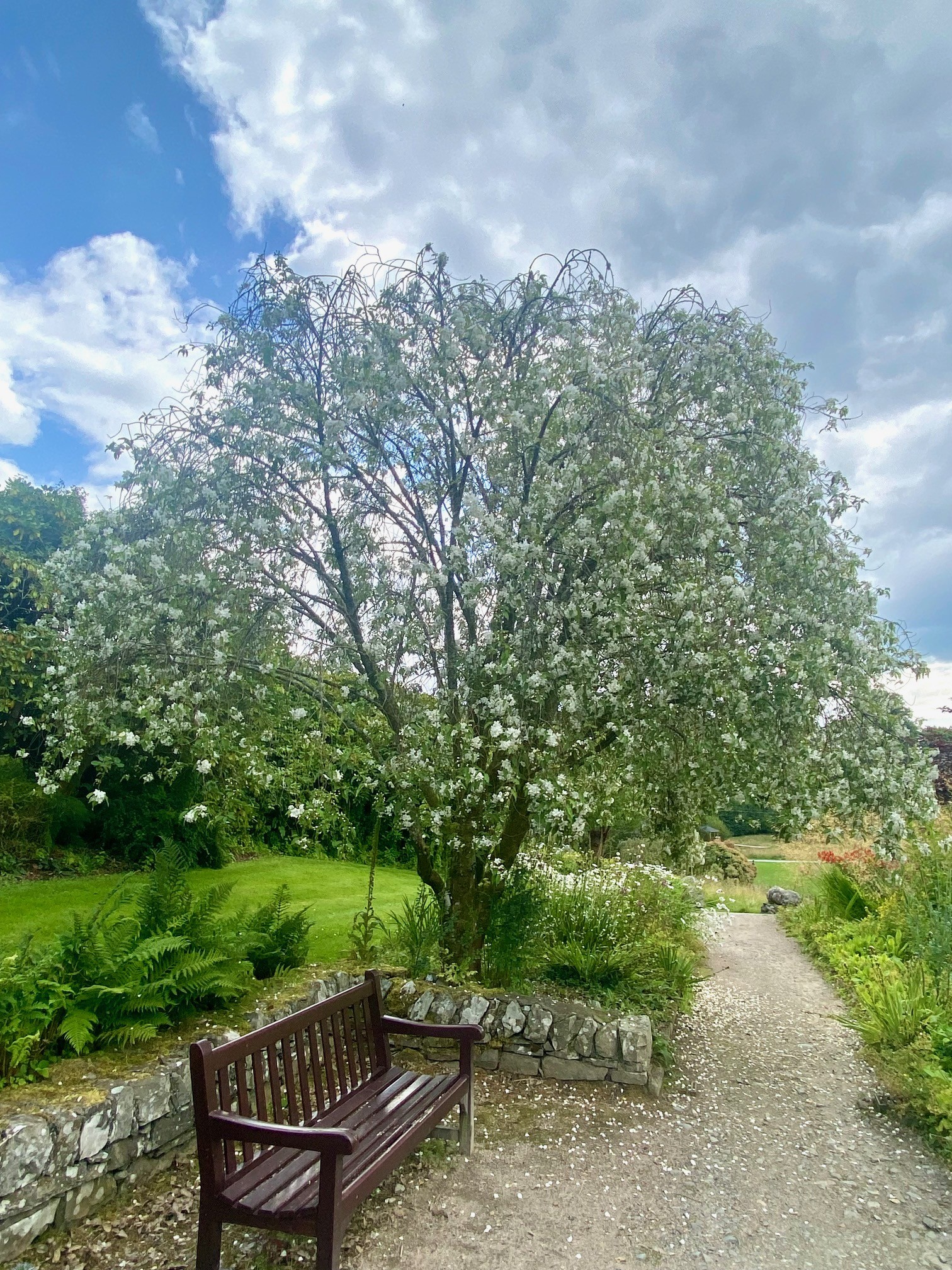 White blossom on a large tree with a wooden bench in front.