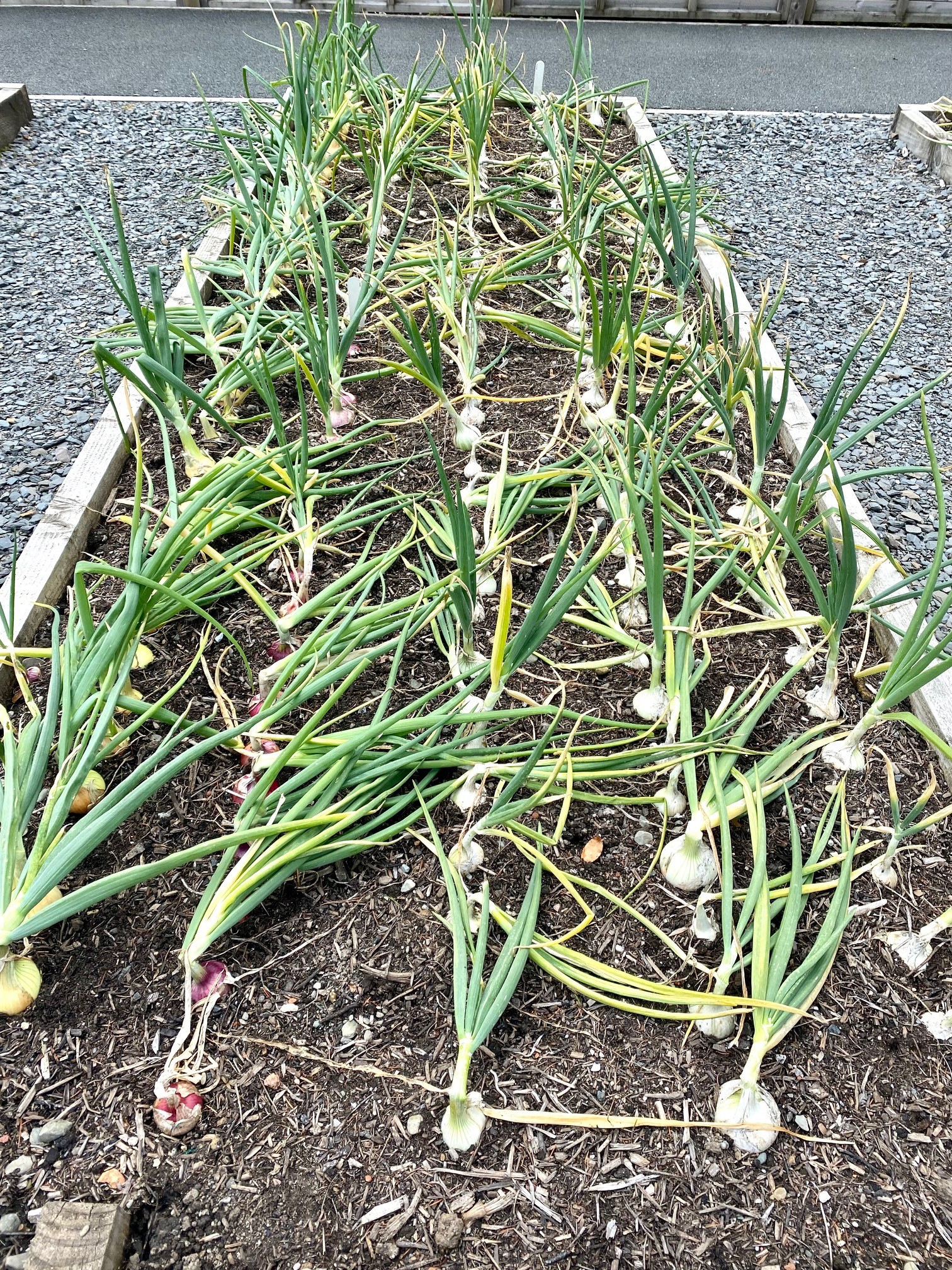 Onions growing in a wood planter at Brockhole on Windermere