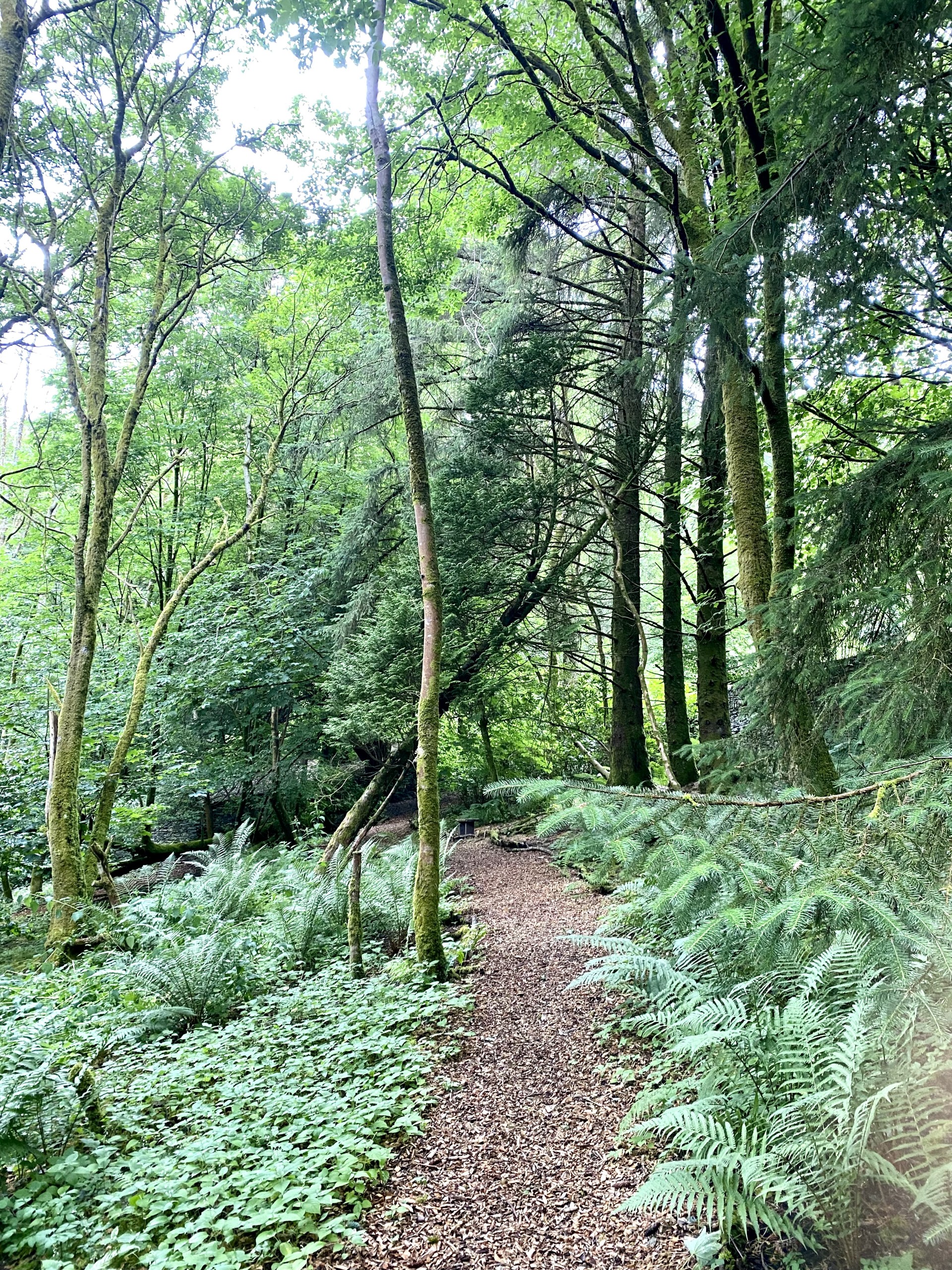 Elleray Woods in Windermere in The Lake District