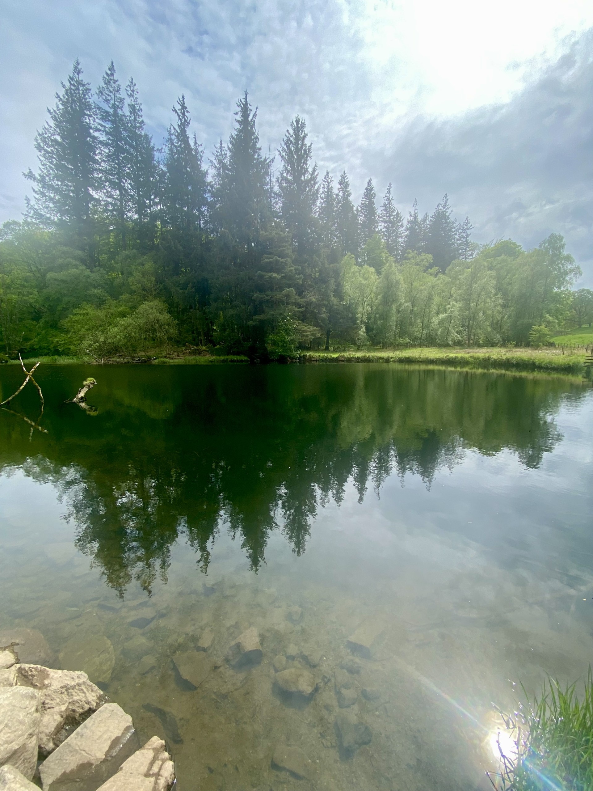 A view of the River Brathay with pine trees in the background. 