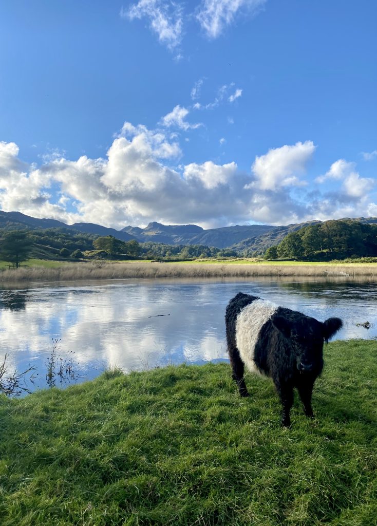 A belted galloway cow standing in front the River Brathay with a view of the Langdale Pikes in the background on the walk from Skelwith Bridge to Elterwater.