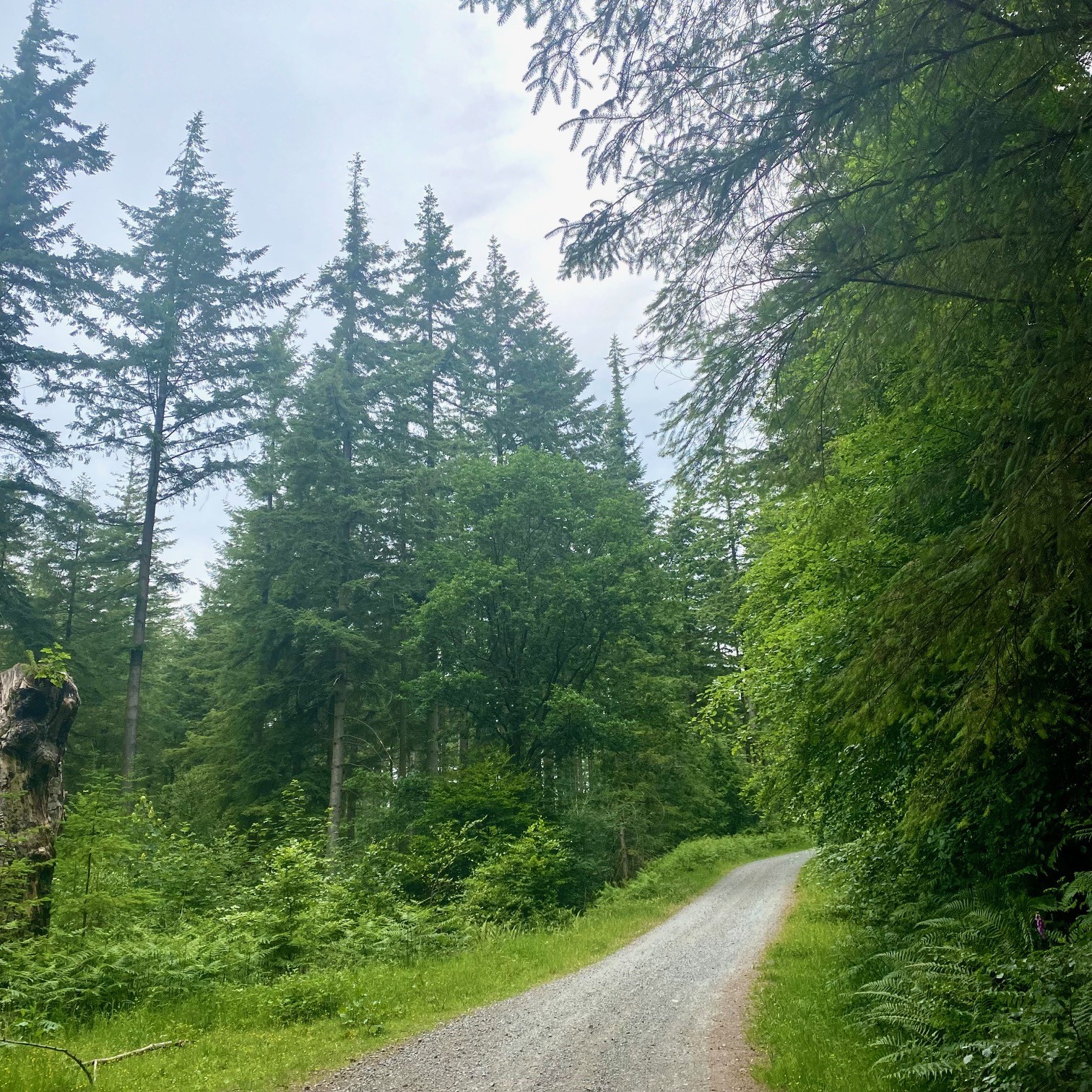 A path through Grizedale Forest surrounded by pine trees