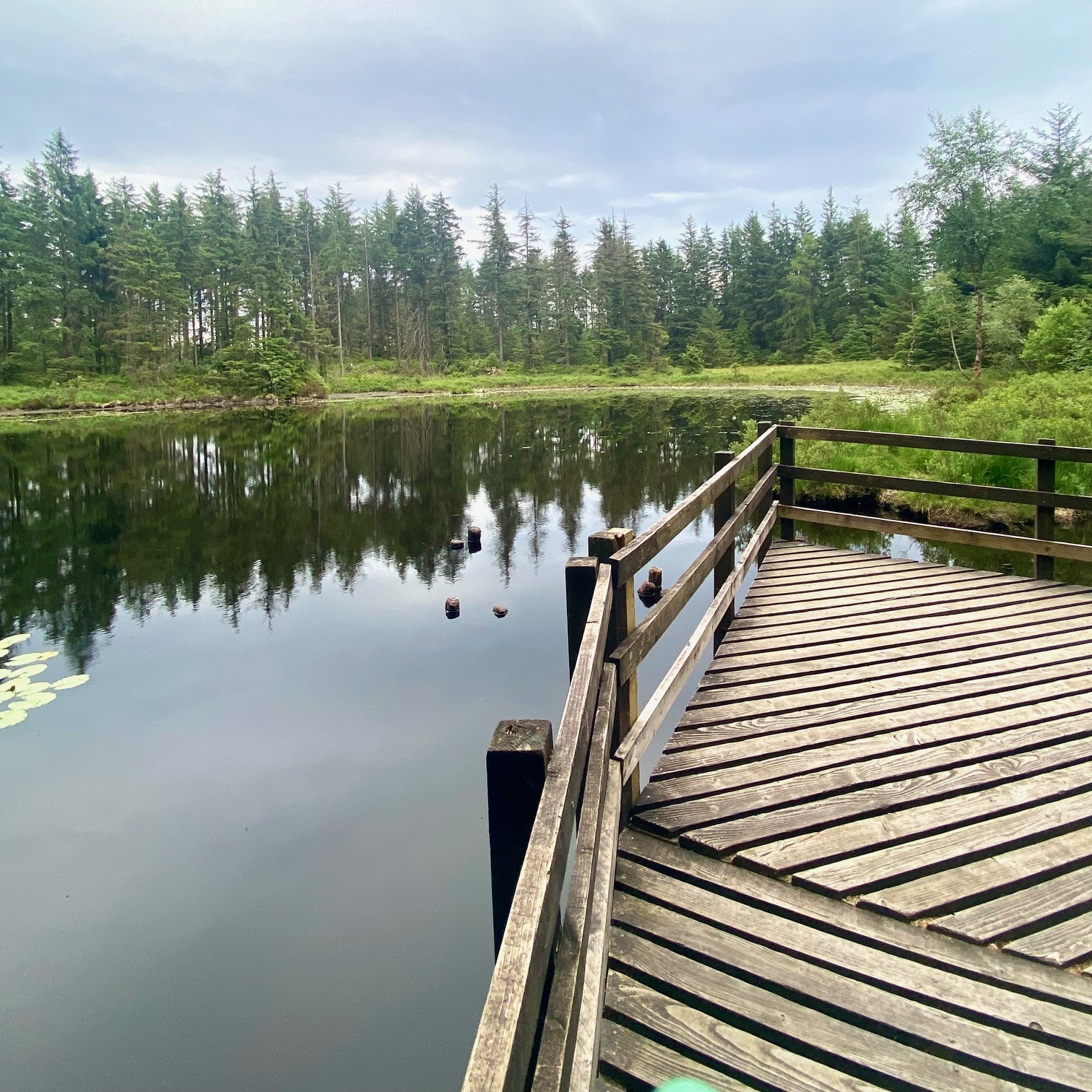 Grizedale Tarn with a wooden platform in the foreground and pine trees in the background.
