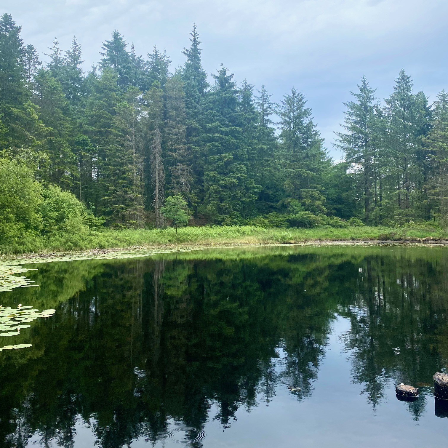 Grizedale Tarn surrounded by pine trees in the distance