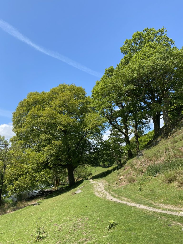 Oak trees and green grass on a summer day