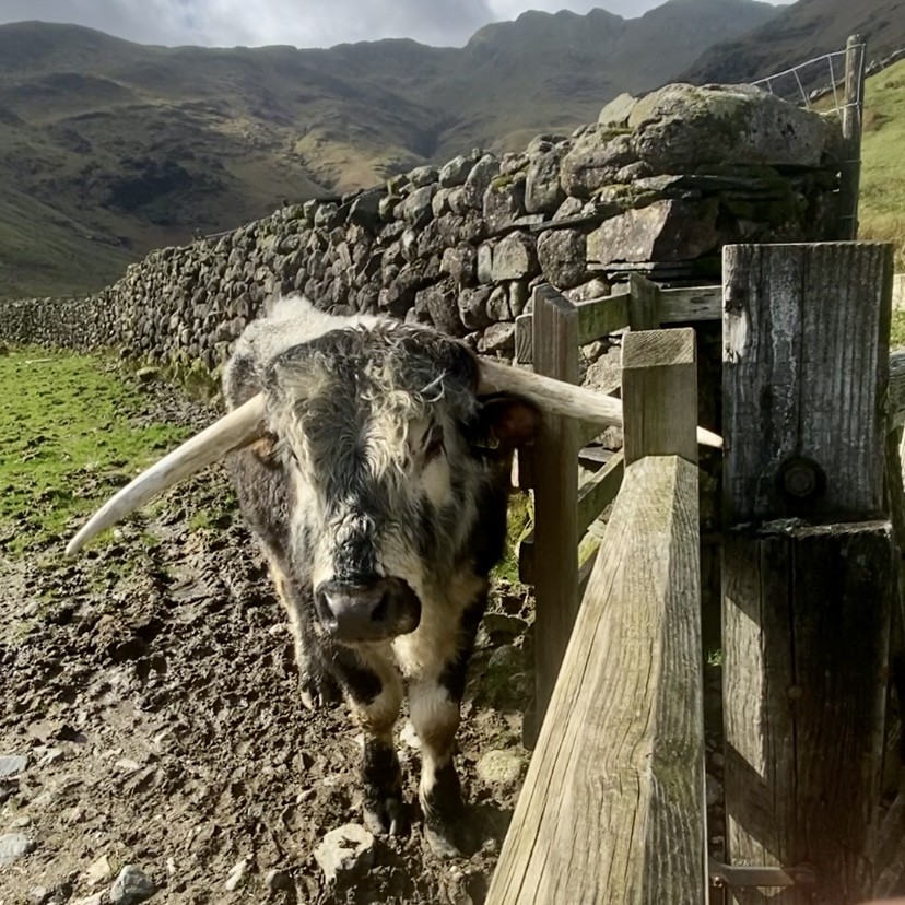 A highland cow standing in a field next to a gate and a stone wall.