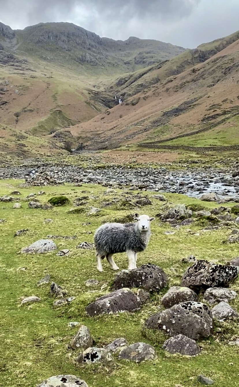 A Herdwick sheep in a grassy field with mountains and a waterfall in the background. 
