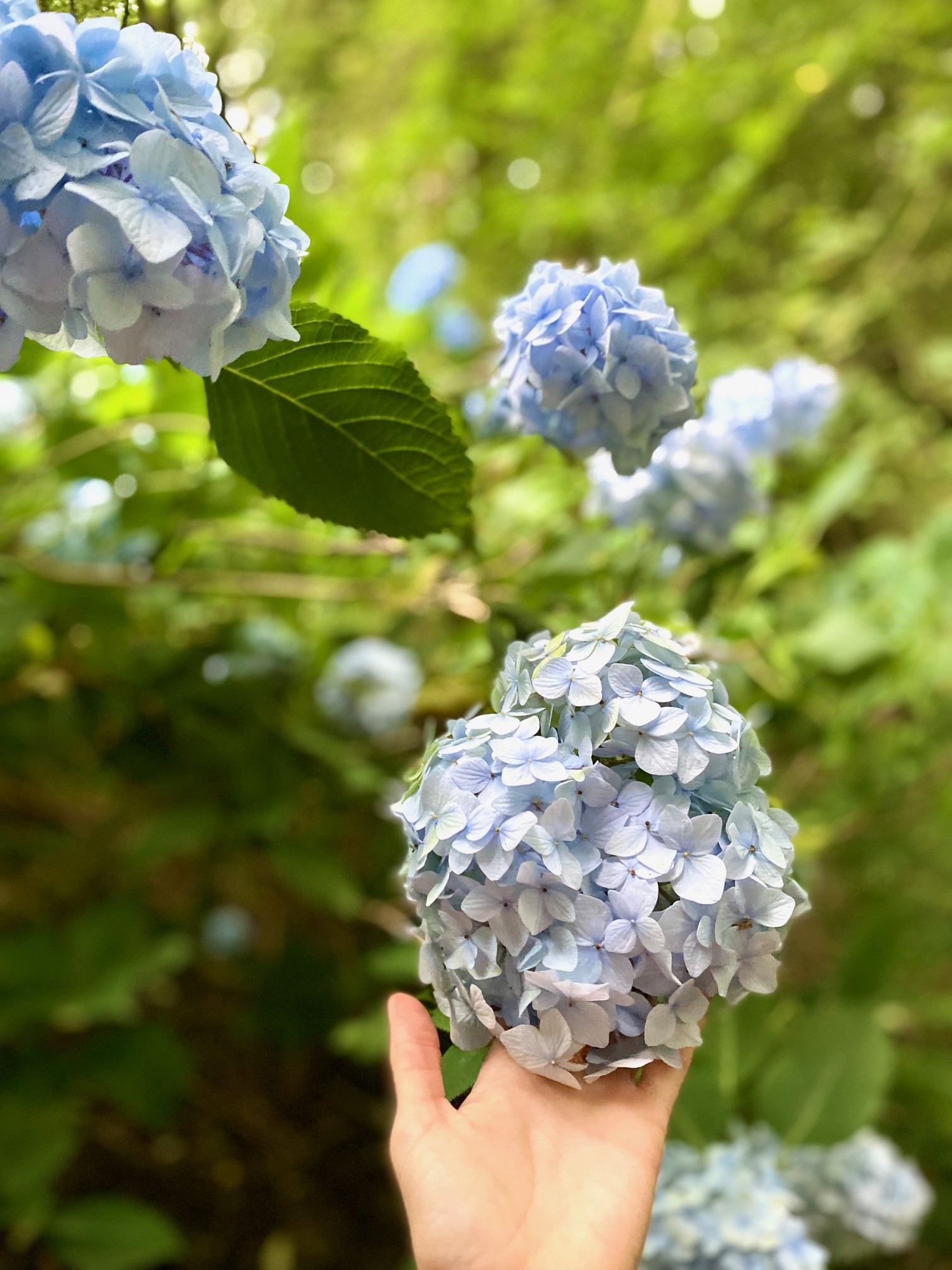 Hydrangeas in Elleray Wood in Windermere