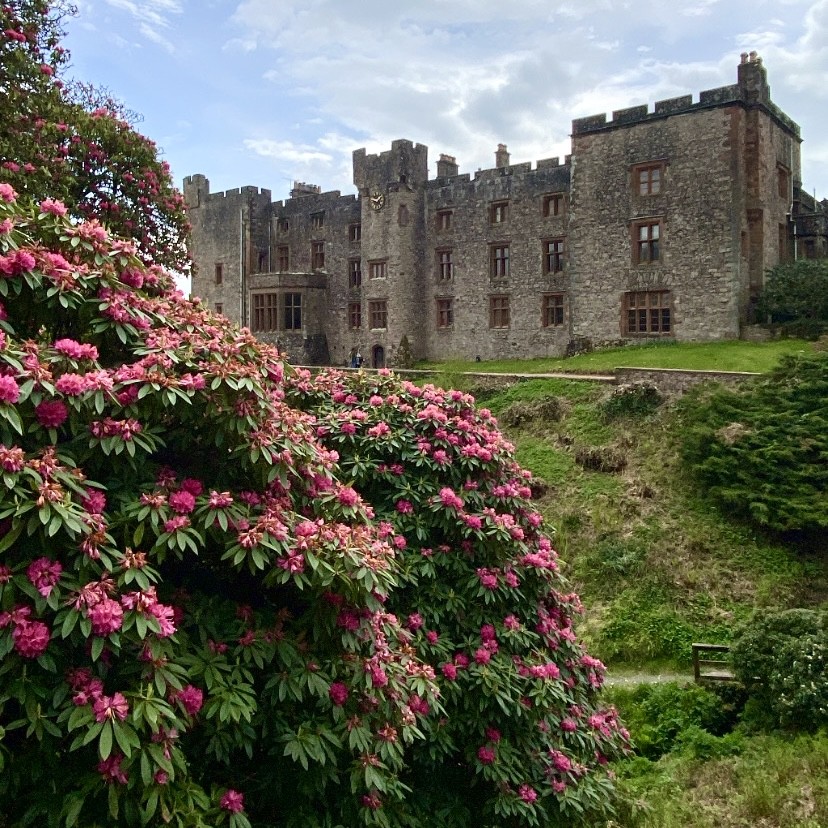 Muncaster Castle in the background with pink rhododendron flowers in the foreground.