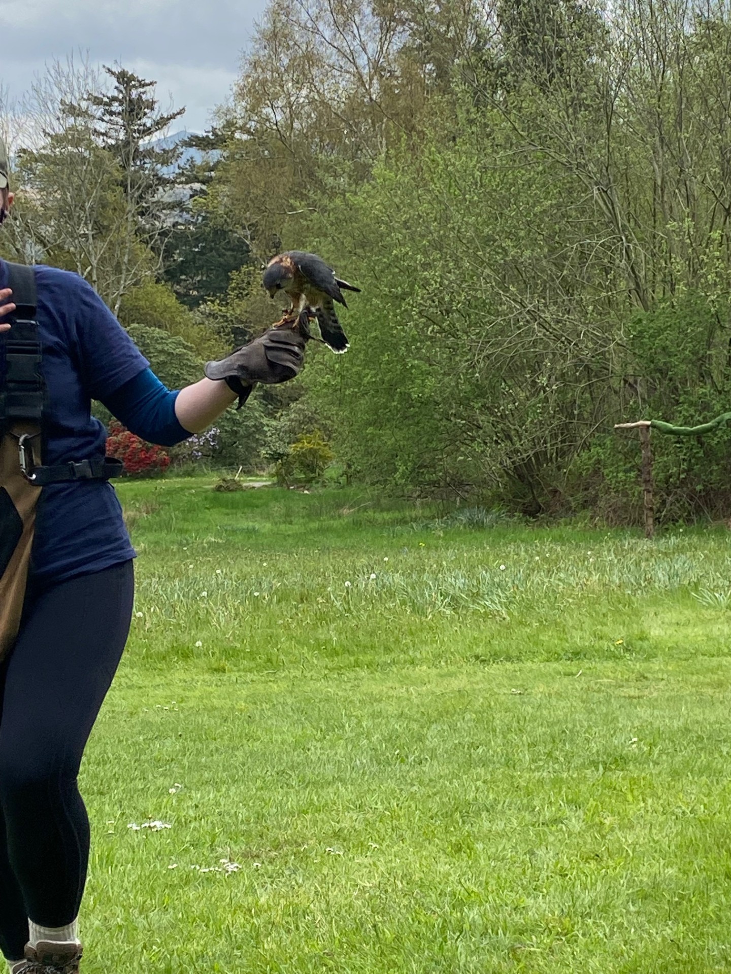 A merlin bird on the hand of a bird handler.