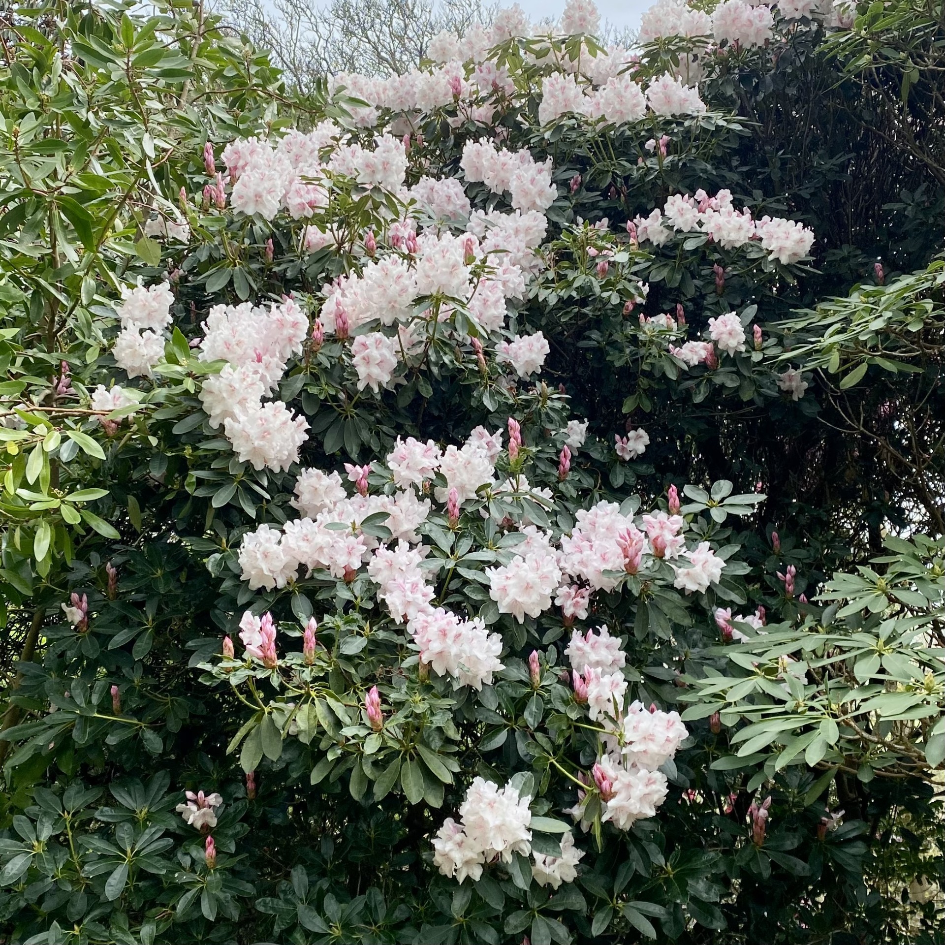 White and pink rhododendron flowers, spring in the Lake District