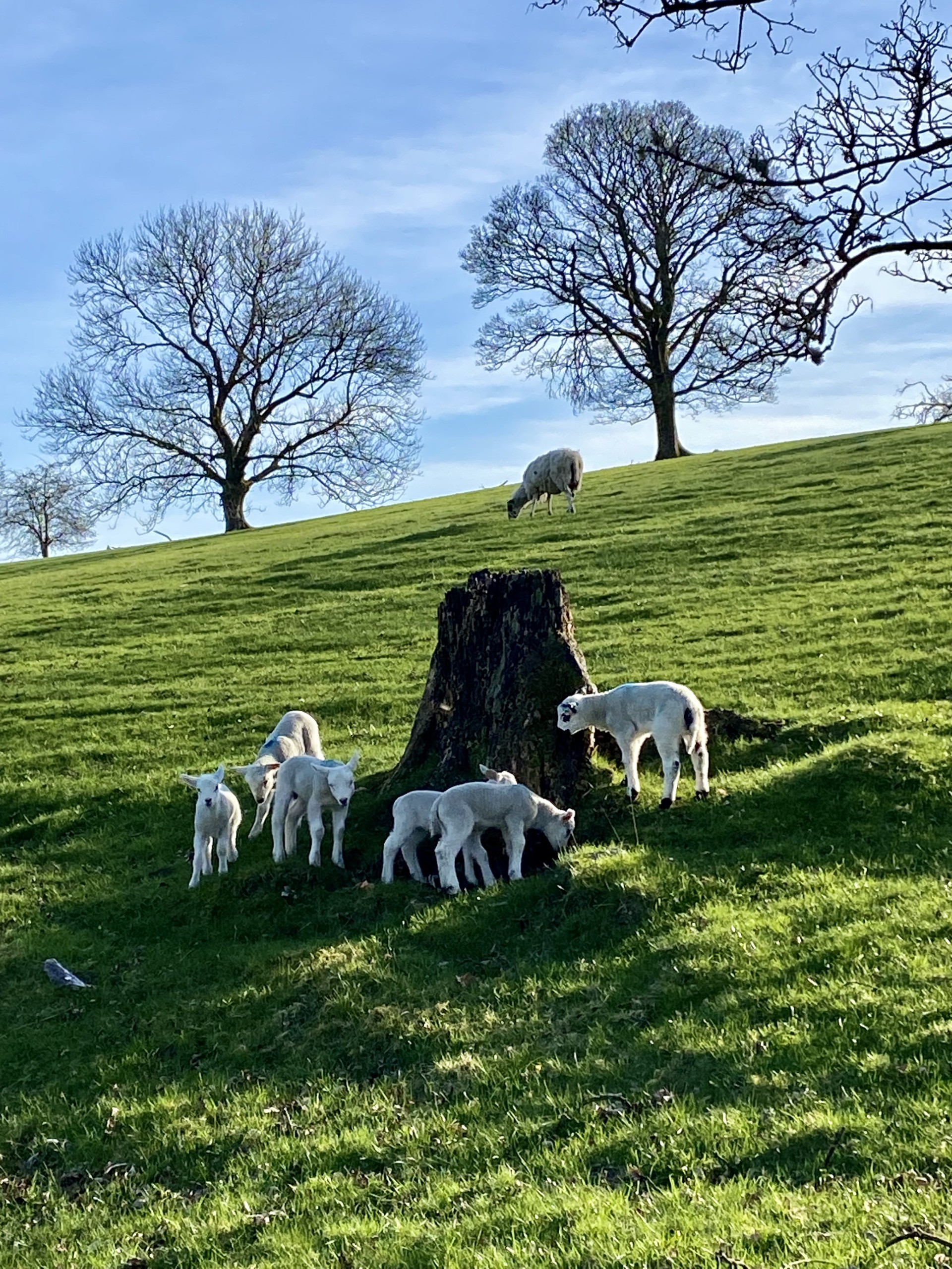 Lambs in a field surrounding a tree stump. Spring in the Lake District