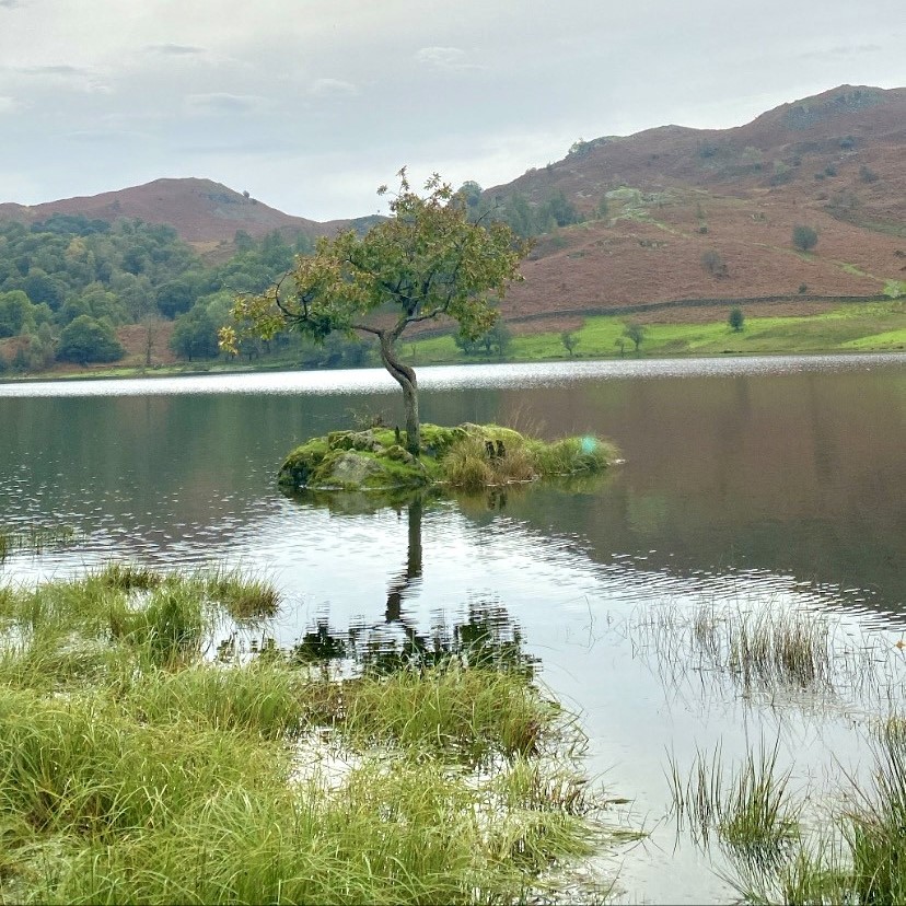 A solitary tree on an island in a lake.