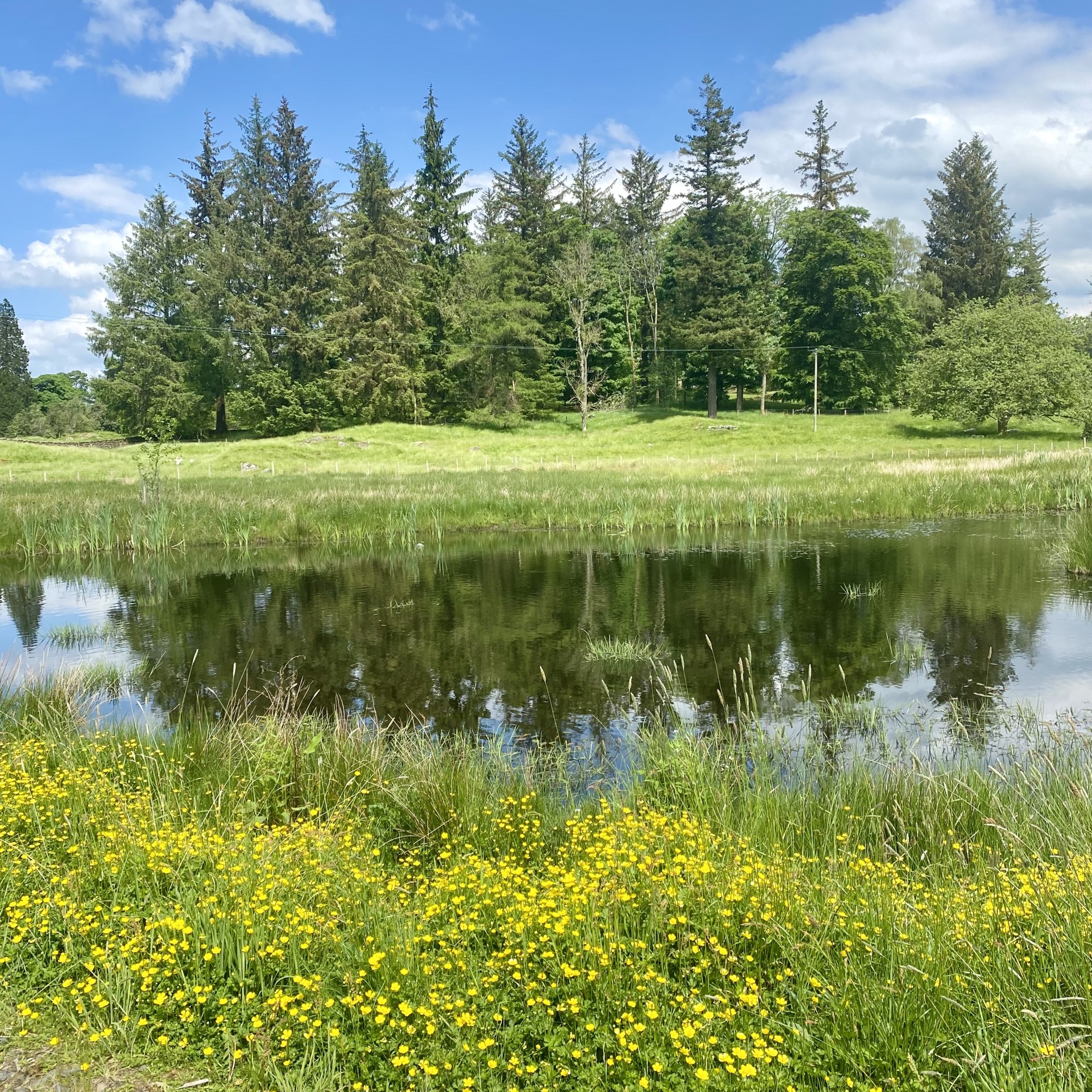 A sunny summer's day in Windermere, next to a lake with buttercups in the foreground and pine trees in the distance