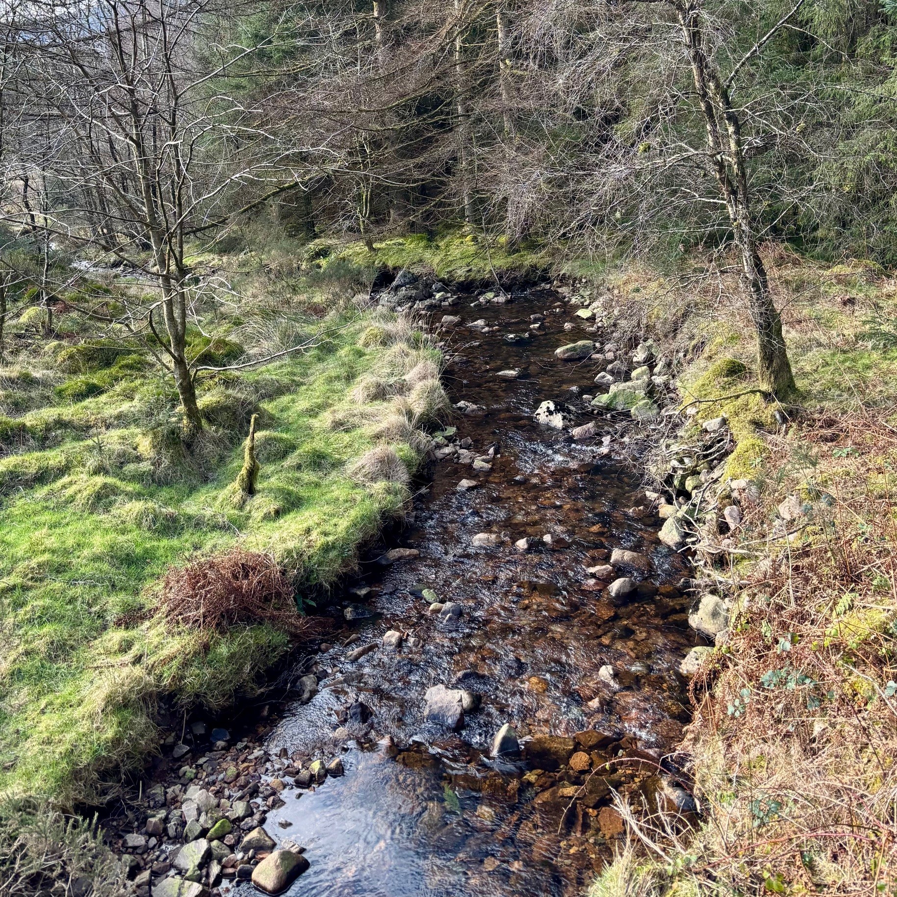 A view of Smithey Beck surrounded by trees either side