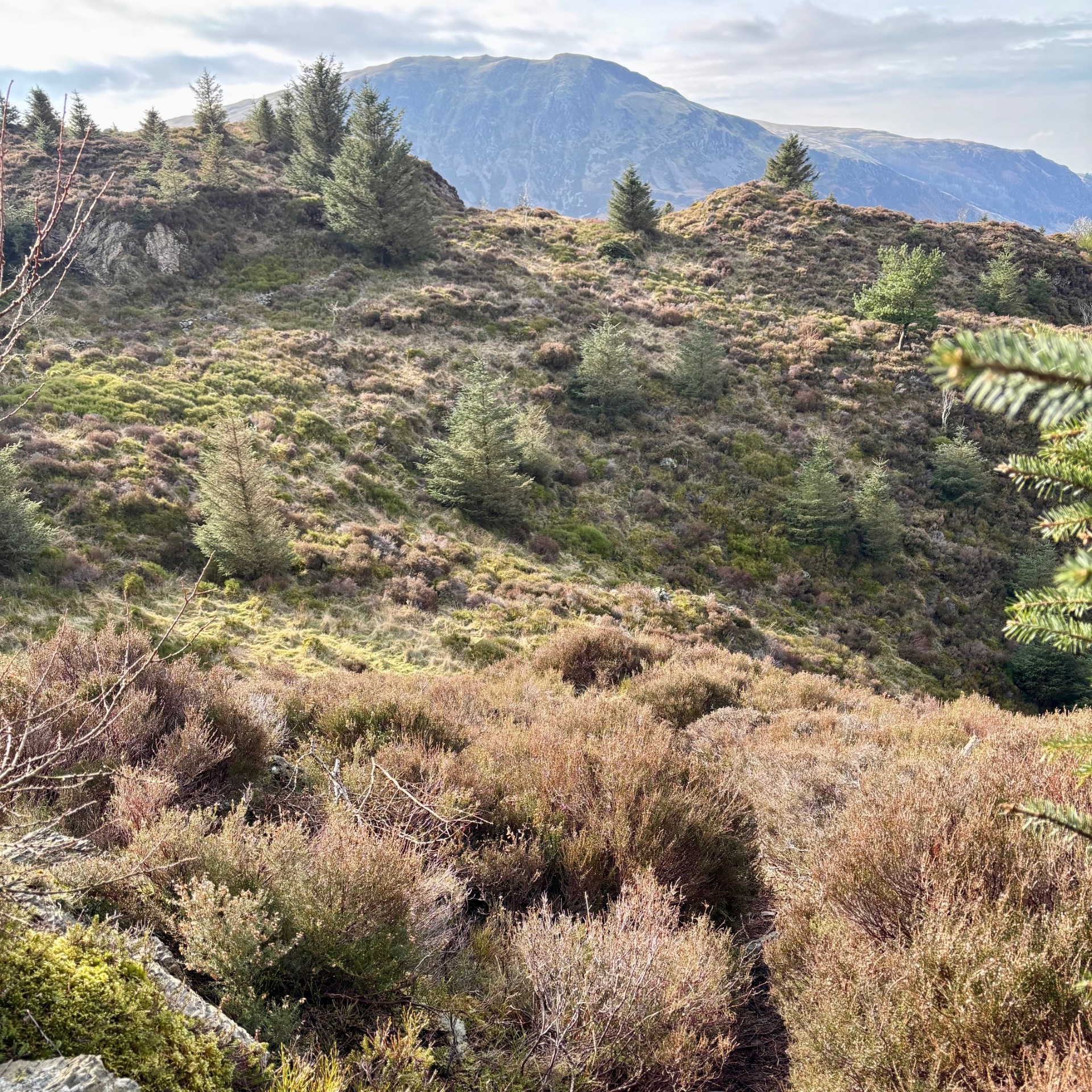 A view of the path towards the summit Bowness Knott, with heather and pine trees.