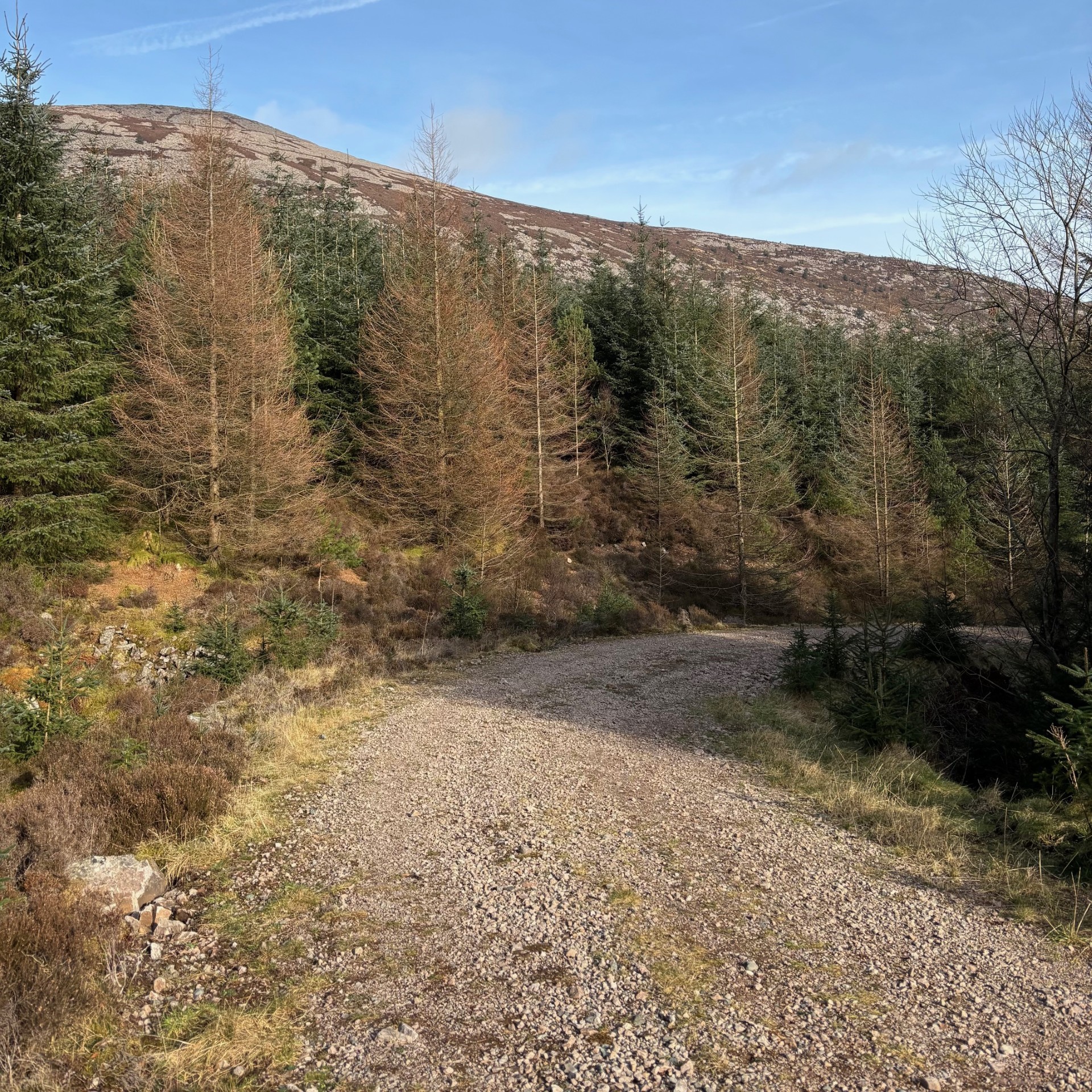 A wide road with pine trees either side with a gentle gradient, on the descent from Bowness Knott.