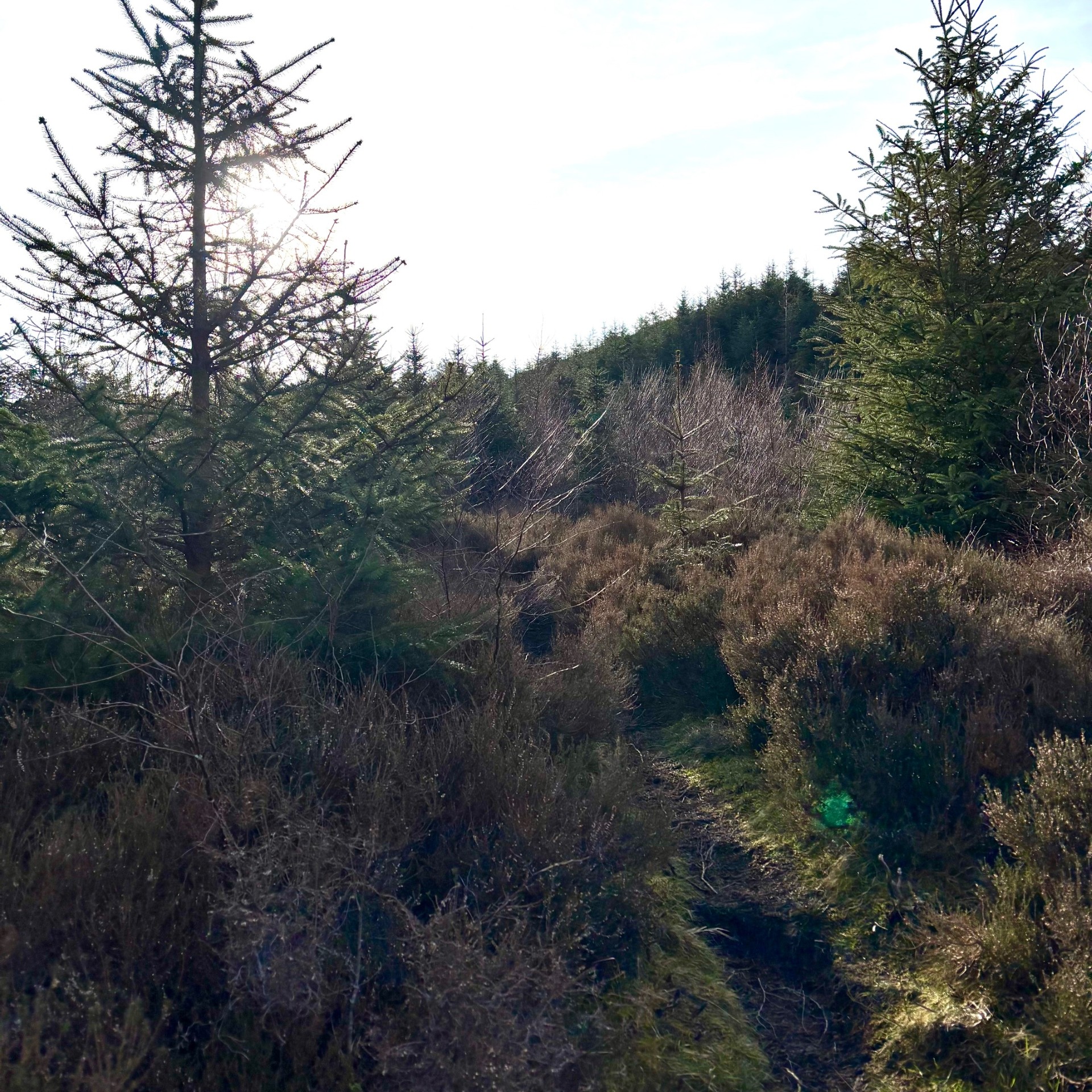 The path leading up to the Bowness Knott summit lined with heather and pine trees.