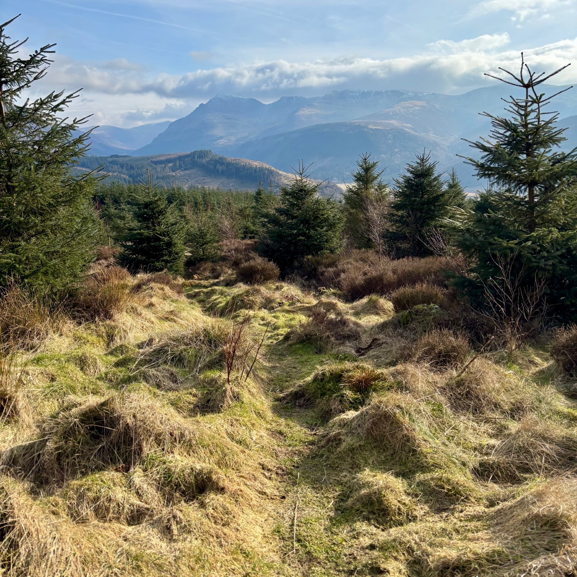 A grassy path with pine trees either side on Bowness Knott with views of mountains in the distance