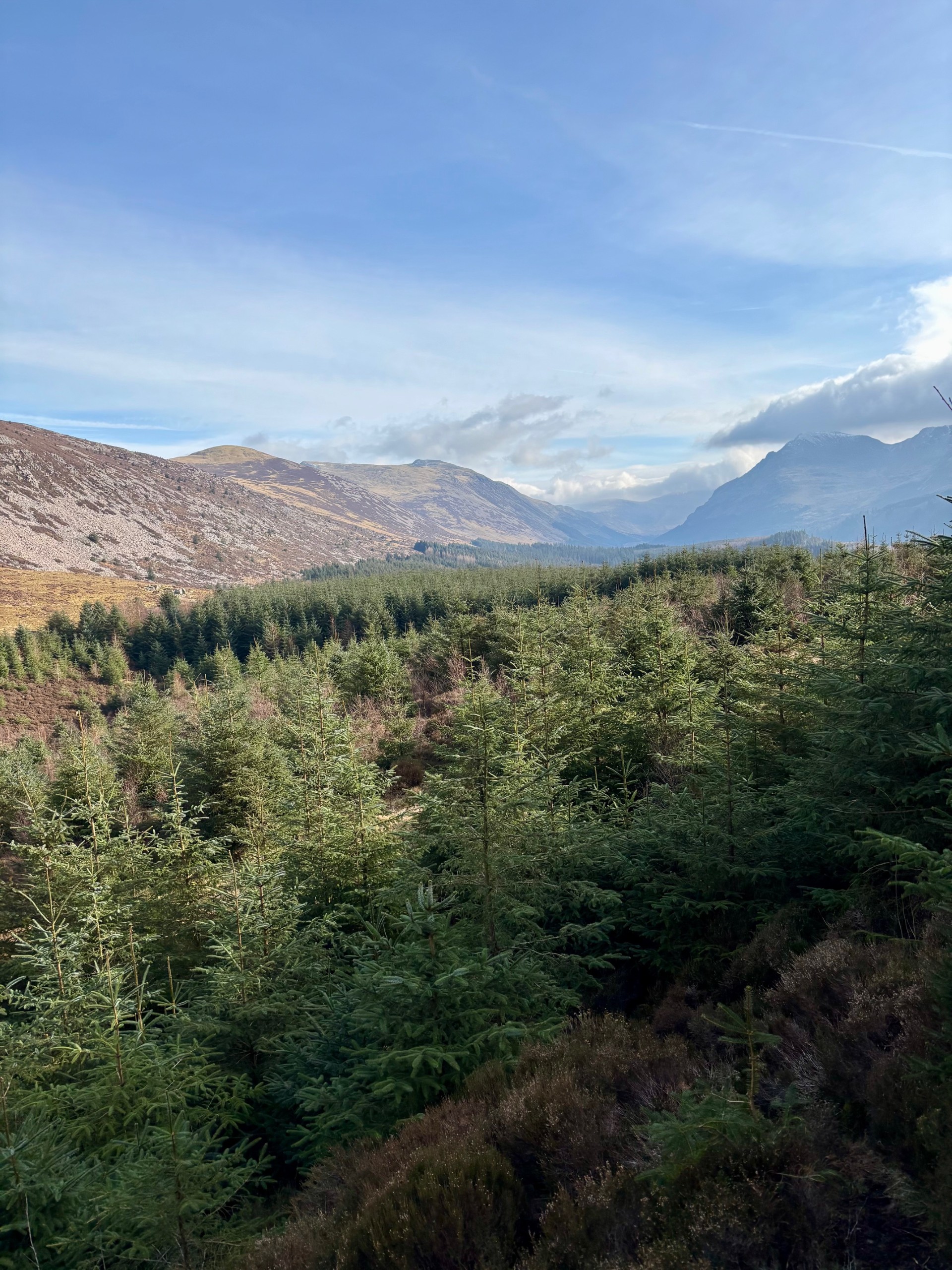 The view from up Bowness Knott overlooking the pine trees of the Bowness Knott plantation, with views of the fells in the background.