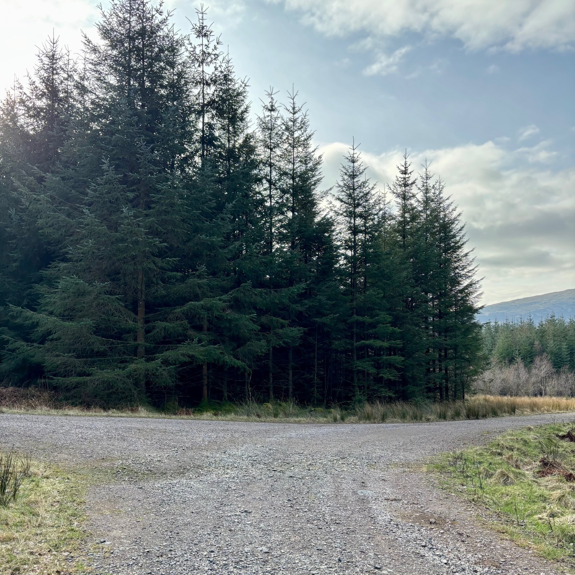 A fork in the road in the Bowness Plantation.