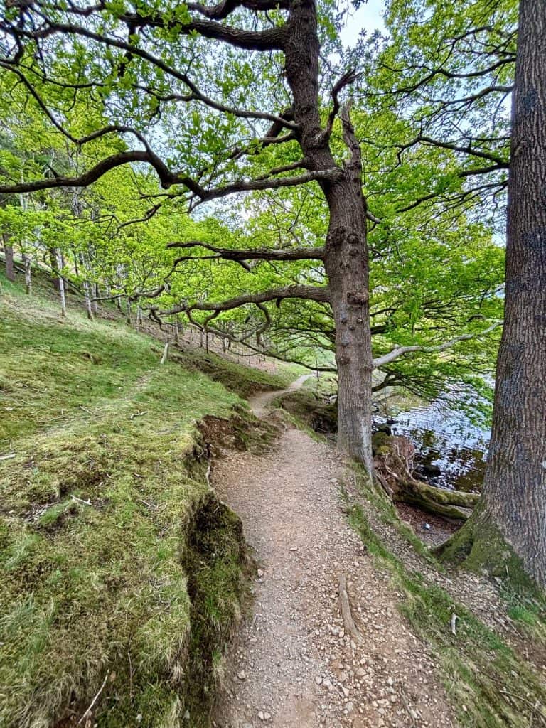 Path through woodland