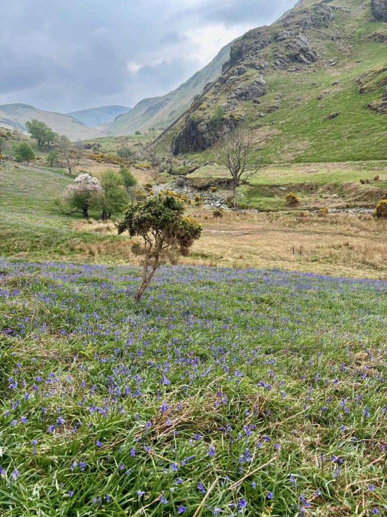 Rannerdale Bluebells with a hawthorn tree