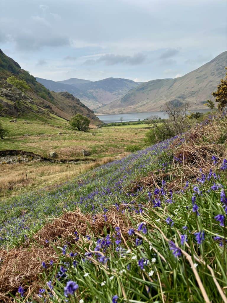 Rannerdale, bluebells and Crummock Water