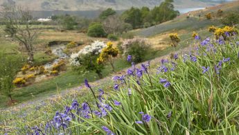Rannerdale bluebells