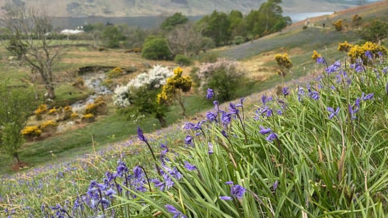 Rannerdale bluebells