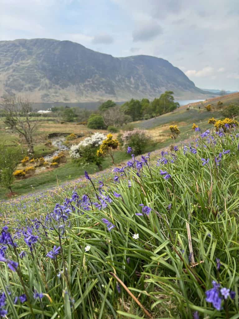 Rannerdale bluebells