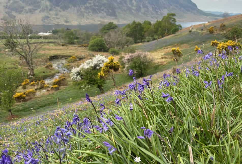 Rannerdale bluebells