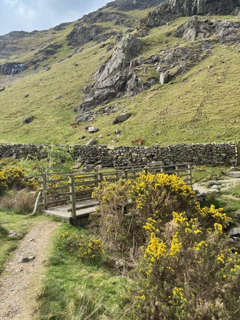 A bridge crossing Rannerdale Beck. Gorse shrubs