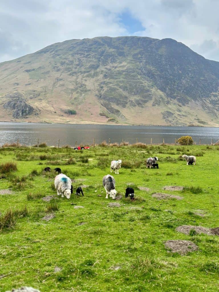 Herdwick sheep and lambs by Crummock Water