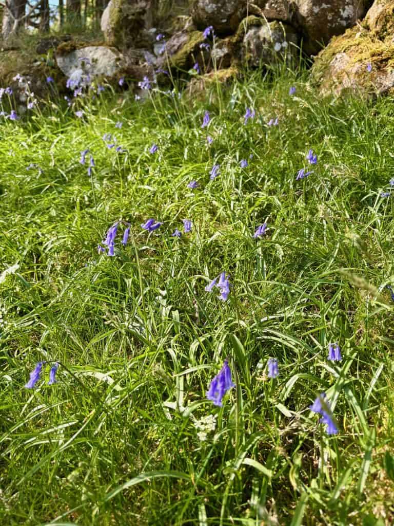 Native English Bluebells in Stonethwaite, Borrowdale