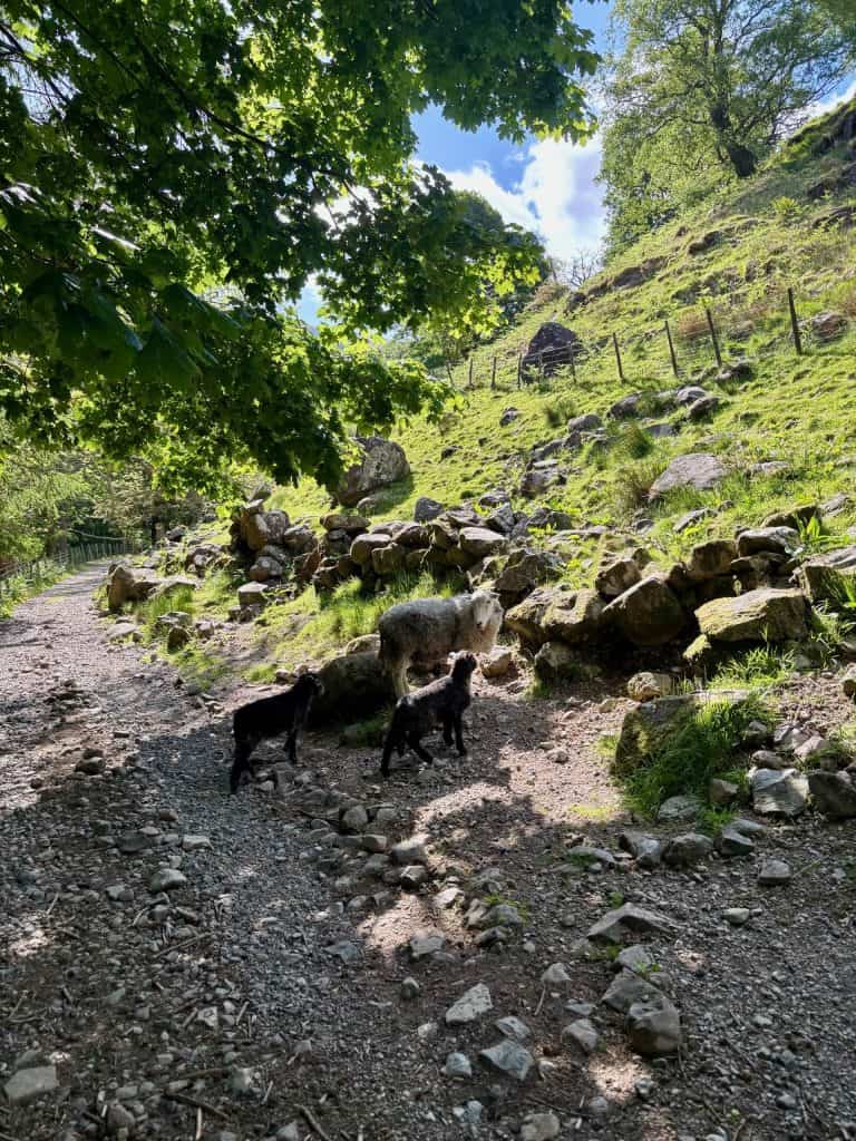 Herdwick sheep on a rocky ascending path that leads to the Fairy Glen and Galleny Force.
