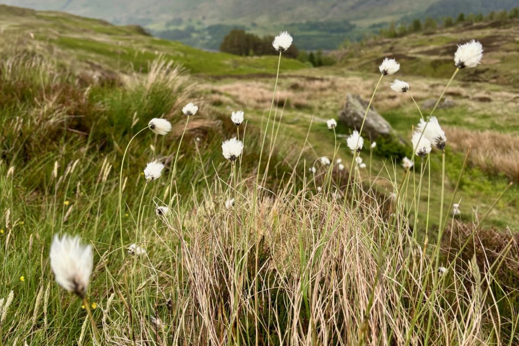 Cottongrass swaying in the breeze on the grassy uplands on the path to Watendlath